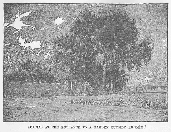 40.jpg Acacias at the Entrance to a Garden Outside
Ekhmm. 1 
